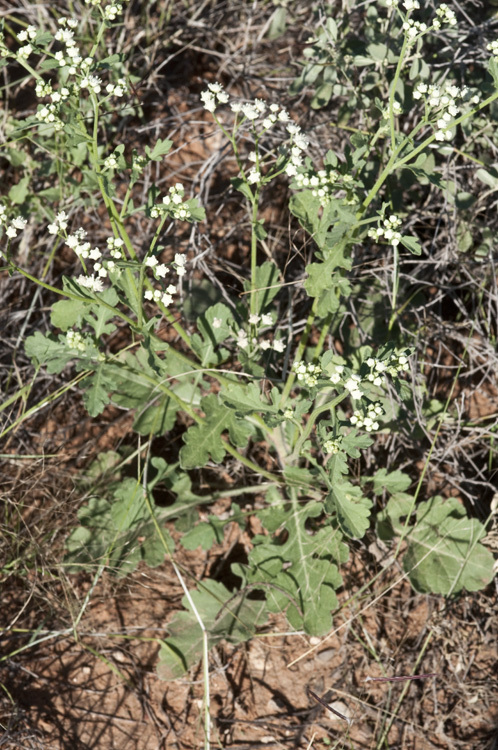 Image of Gray's feverfew