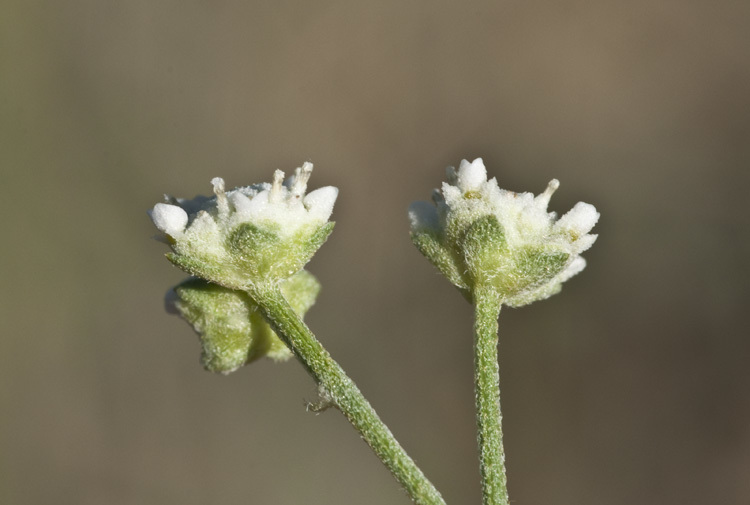 Image of Gray's feverfew