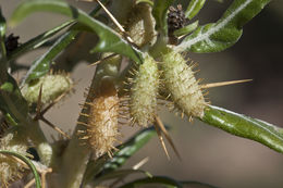 Imagem de Xanthium spinosum L.