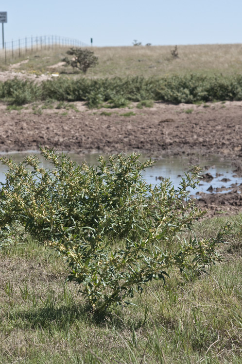 Imagem de Xanthium spinosum L.