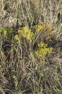 Image of prairie broomweed