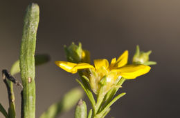 Image of prairie broomweed