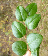 Image of Western Teaberry