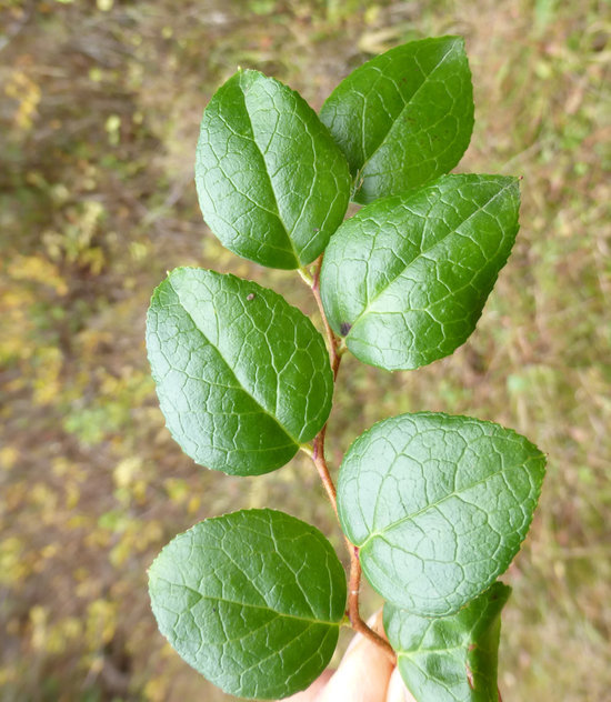 Image of Western Teaberry