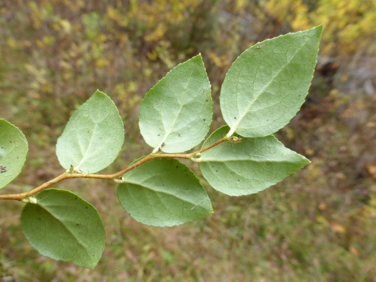 Image of Western Teaberry