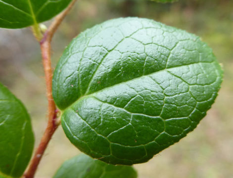 Plancia ëd Gaultheria ovatifolia A. Gray