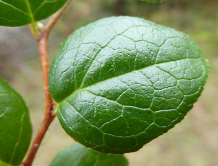 Image of Western Teaberry