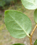 Image of Western Teaberry