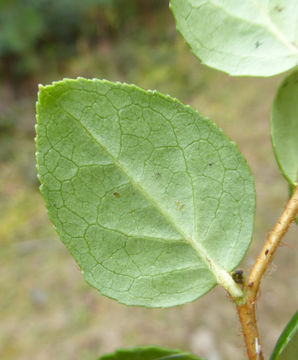 Plancia ëd Gaultheria ovatifolia A. Gray