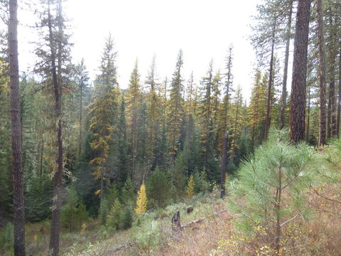 Imagem de Larix occidentalis Nutt.