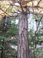 Image of western larch