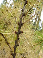 Image of western larch