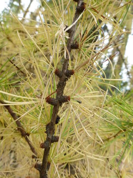 Imagem de Larix occidentalis Nutt.