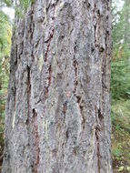 Image of western larch