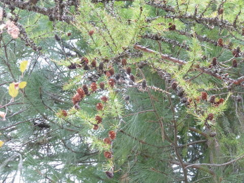 Imagem de Larix occidentalis Nutt.