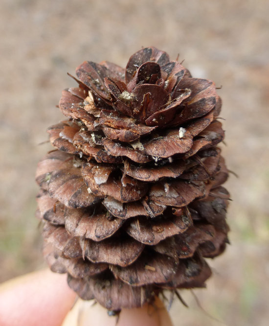 Image of western larch