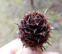 Larix occidentalis Nutt. resmi