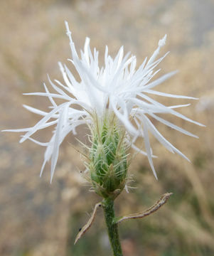 Слика од Centaurea diffusa Lam.