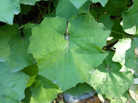 Image of coltsfoot