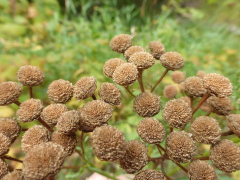 Image of common tansy