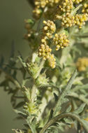 Image of weakleaf bur ragweed