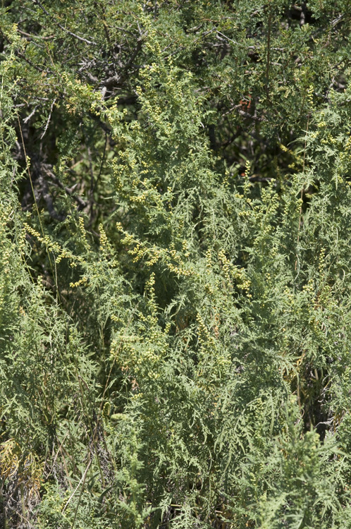 Image of weakleaf bur ragweed