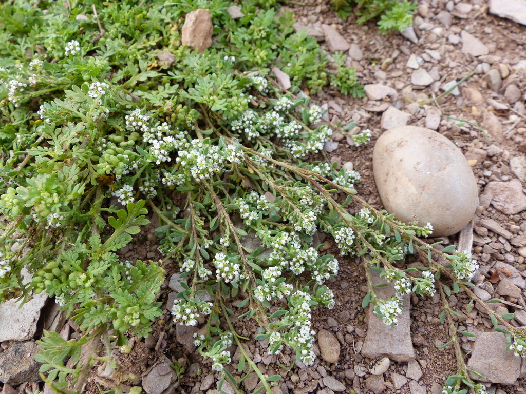 Слика од Corrigiola litoralis L.