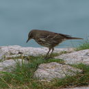 Anthus petrosus (Montagu 1798)的圖片