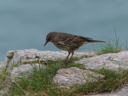 Слика од Anthus petrosus (Montagu 1798)