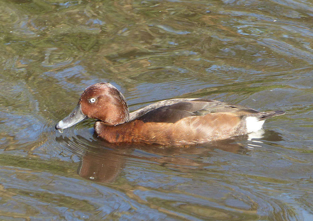 Image of Ferruginous Duck