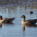 Imagem de Anser brachyrhynchus Baillon 1834