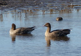 Imagem de Anser brachyrhynchus Baillon 1834