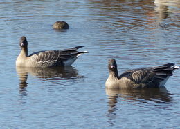 Imagem de Anser brachyrhynchus Baillon 1834