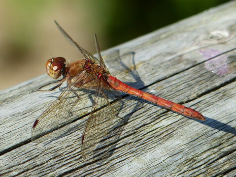 Image of Common Darter