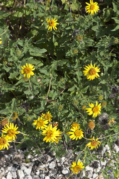 Image of awnless bushsunflower