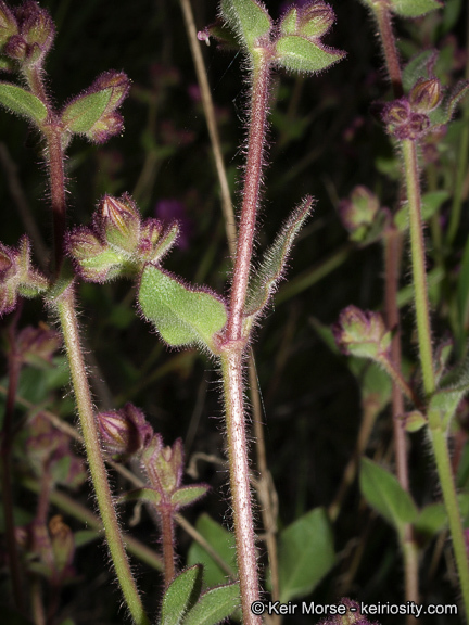 Image of California four o'clock