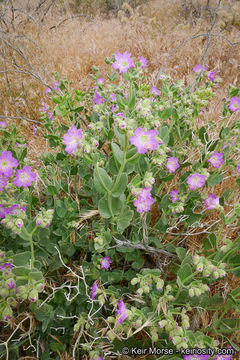 Image of California four o'clock