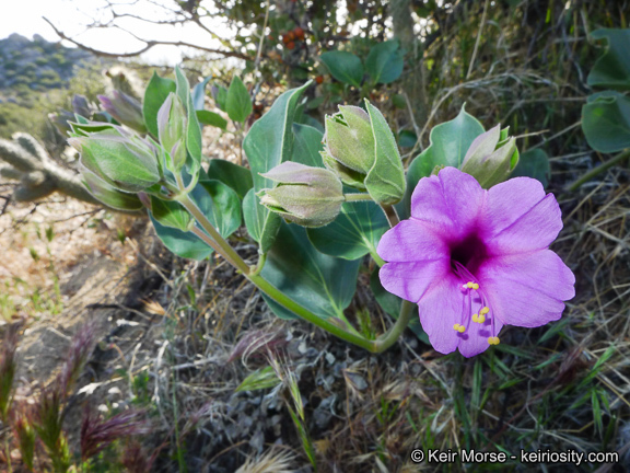 Image de Mirabilis multiflora var. pubescens S. Wats.