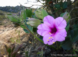 Image de Mirabilis multiflora var. pubescens S. Wats.