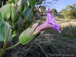 Image de Mirabilis multiflora var. pubescens S. Wats.