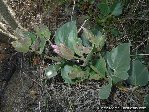 Image de Mirabilis multiflora var. pubescens S. Wats.