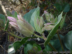 Image de Mirabilis multiflora var. pubescens S. Wats.