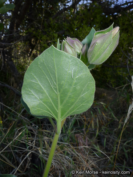 Image de Mirabilis multiflora var. pubescens S. Wats.