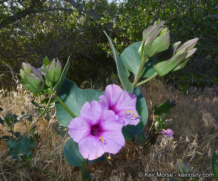 Image de Mirabilis multiflora var. pubescens S. Wats.