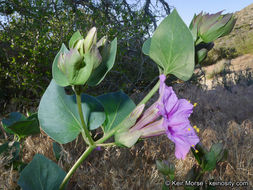 Image de Mirabilis multiflora var. pubescens S. Wats.