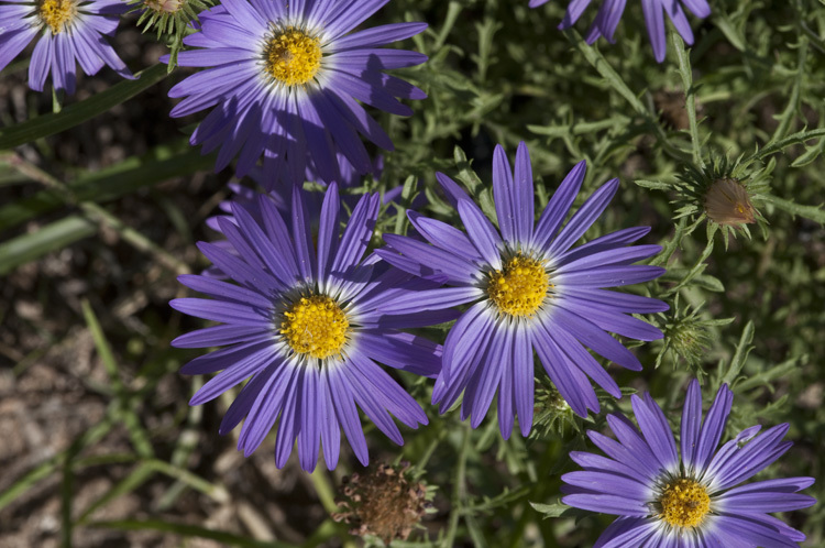 Machaeranthera tanacetifolia (Kunth) Nees resmi