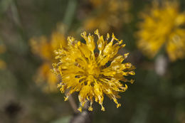 Image of Hopi tea greenthread