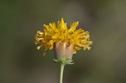 Image of Hopi tea greenthread