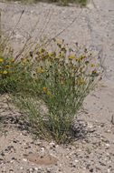 Image of Hopi tea greenthread