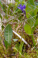 Image of Common butterwort